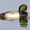 Greater Scaup